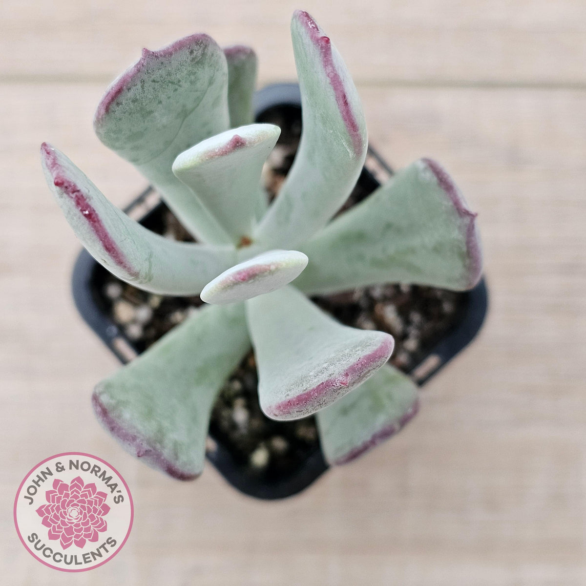 Cotyledon 'Forever Cute'