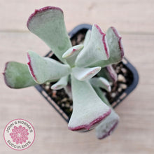 Load image into Gallery viewer, Cotyledon &#39;Forever Cute&#39; - John &amp; Norma&#39;s Succulents Australia
