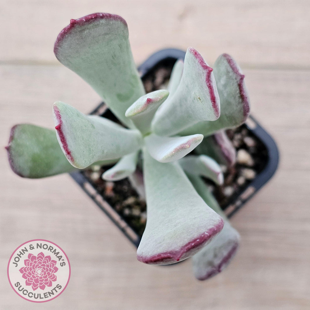 Cotyledon 'Forever Cute' - John & Norma's Succulents Australia