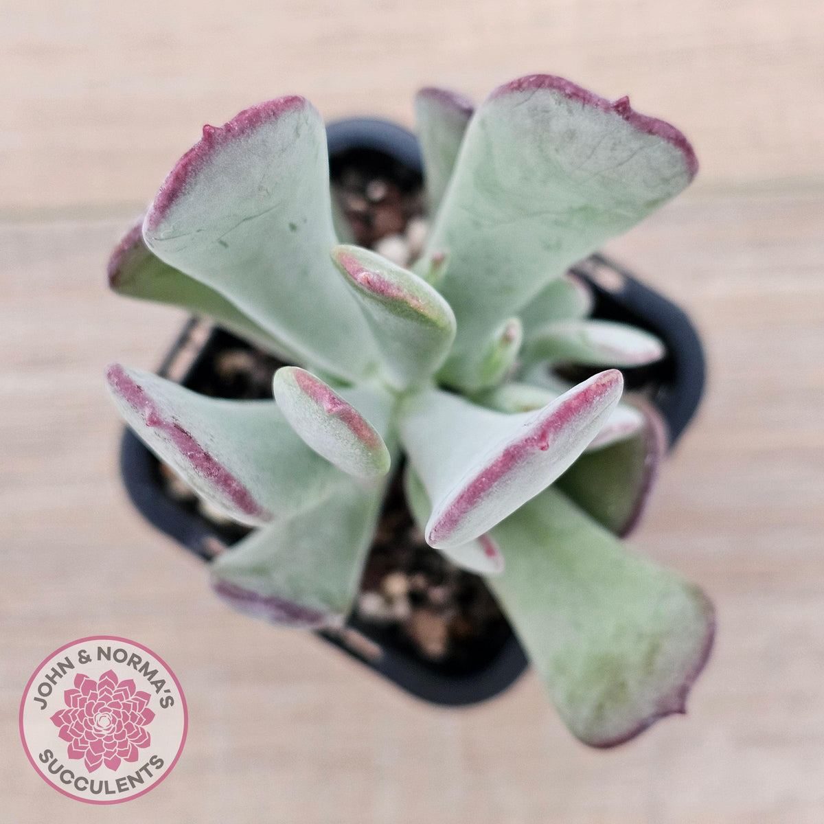 Cotyledon 'Forever Cute'