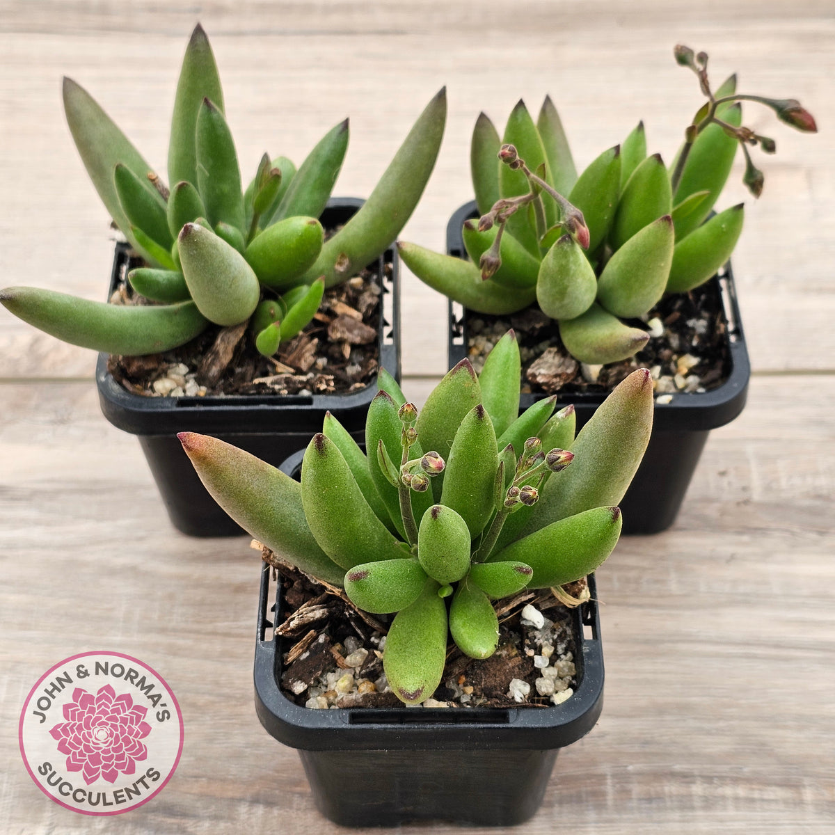 Cotyledon 'Green Peach'