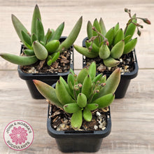 Load image into Gallery viewer, Cotyledon &#39;Green Peach&#39;
