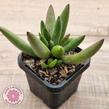 Load image into Gallery viewer, Cotyledon &#39;Green Peach&#39;
