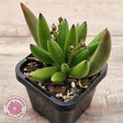 Cotyledon 'Green Peach'