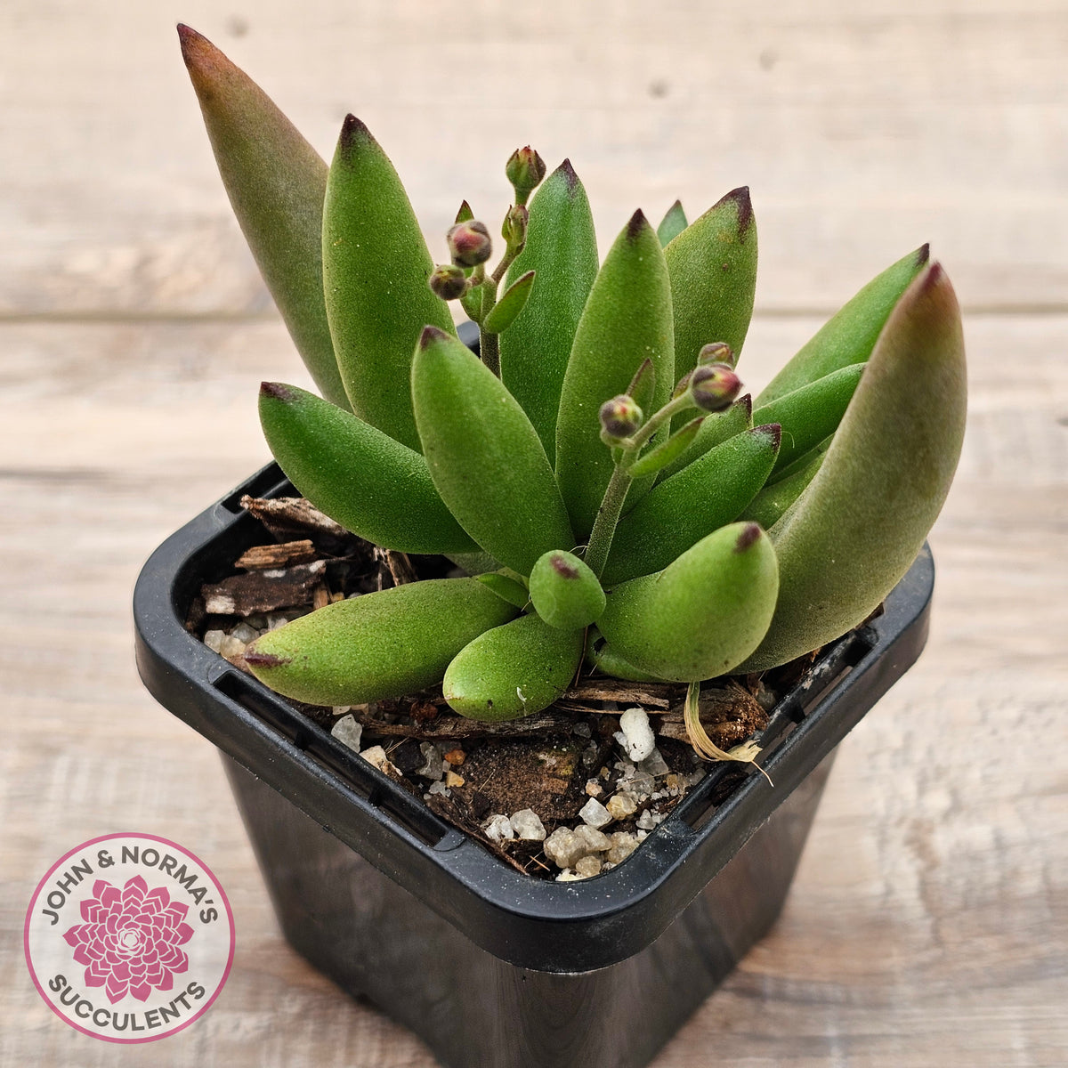 Cotyledon 'Green Peach'