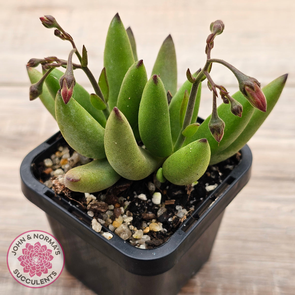 Cotyledon 'Green Peach'