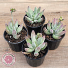 Cotyledon 'Happy Mamma'