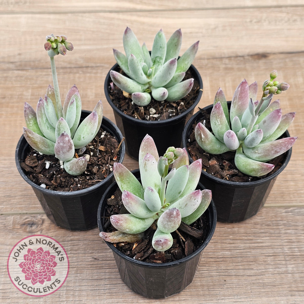 Cotyledon 'Happy Mamma'