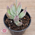 Cotyledon 'Happy Mamma'