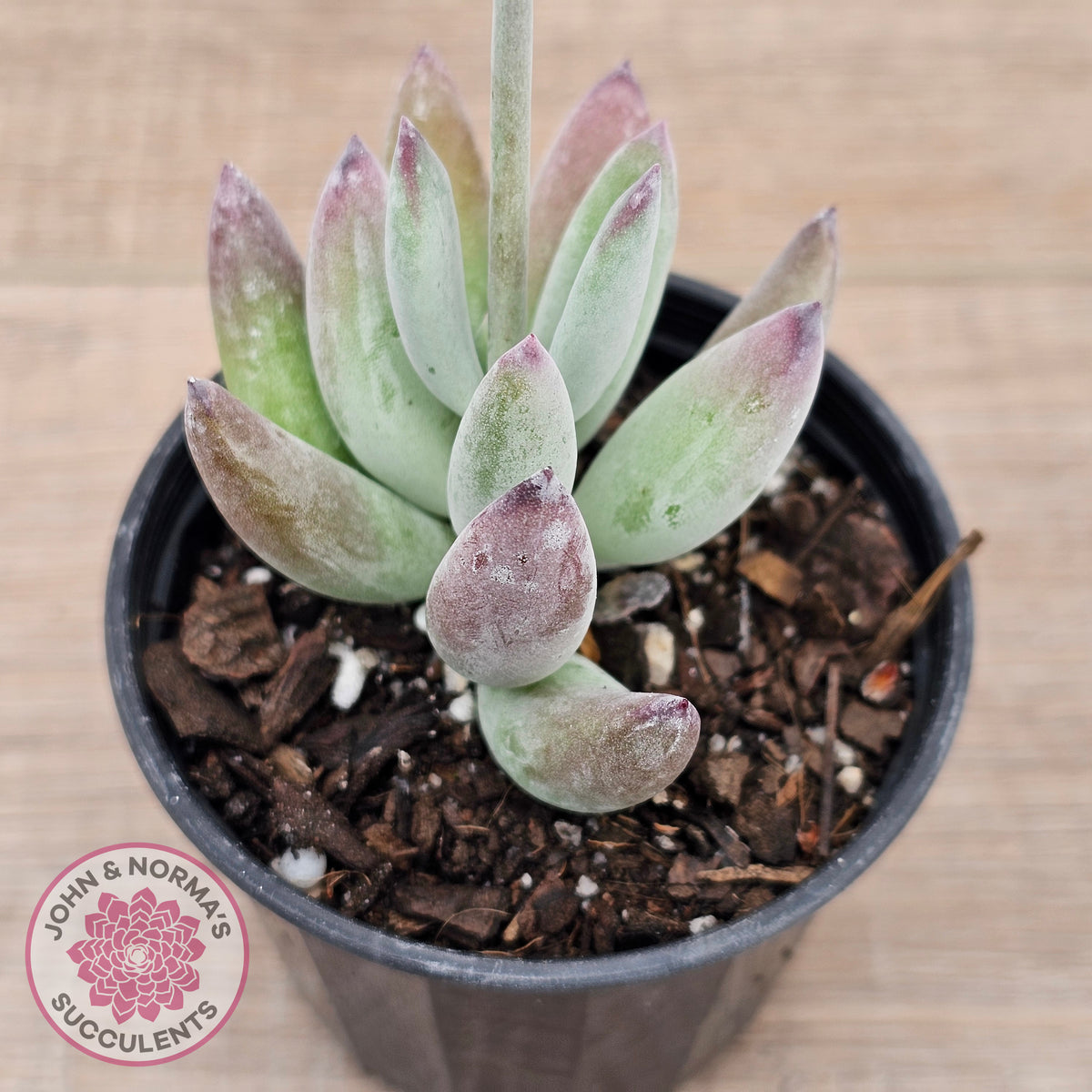 Cotyledon 'Happy Mamma'