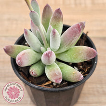 Load image into Gallery viewer, Cotyledon &#39;Happy Mamma&#39;
