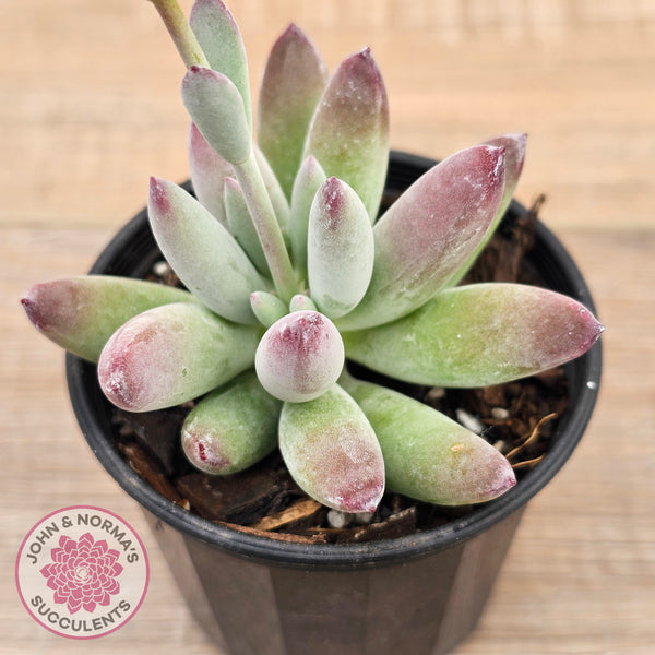 happy young lady succulent Buy Cotyledon 'Happy Mamma' Australia