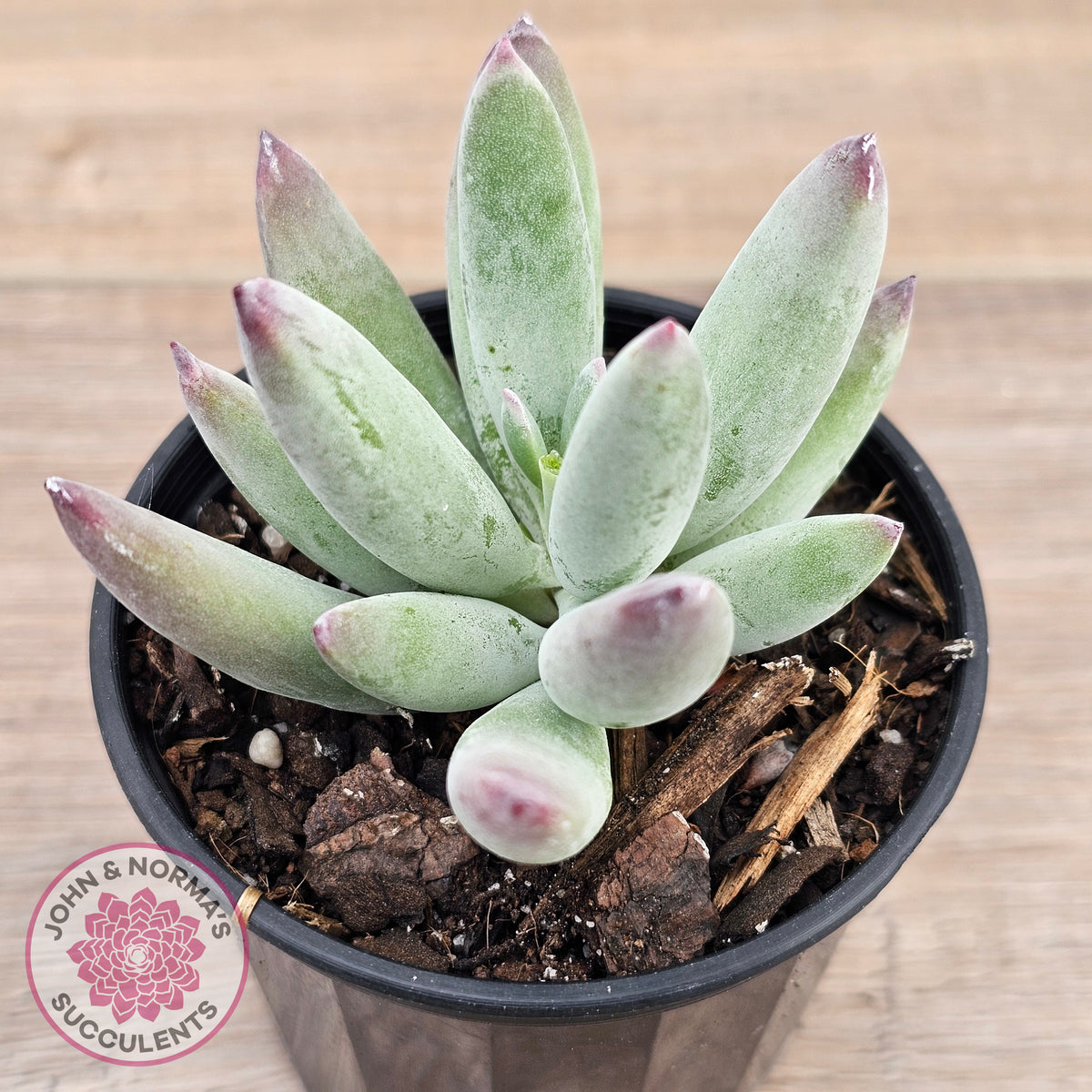 Cotyledon 'Happy Mamma'