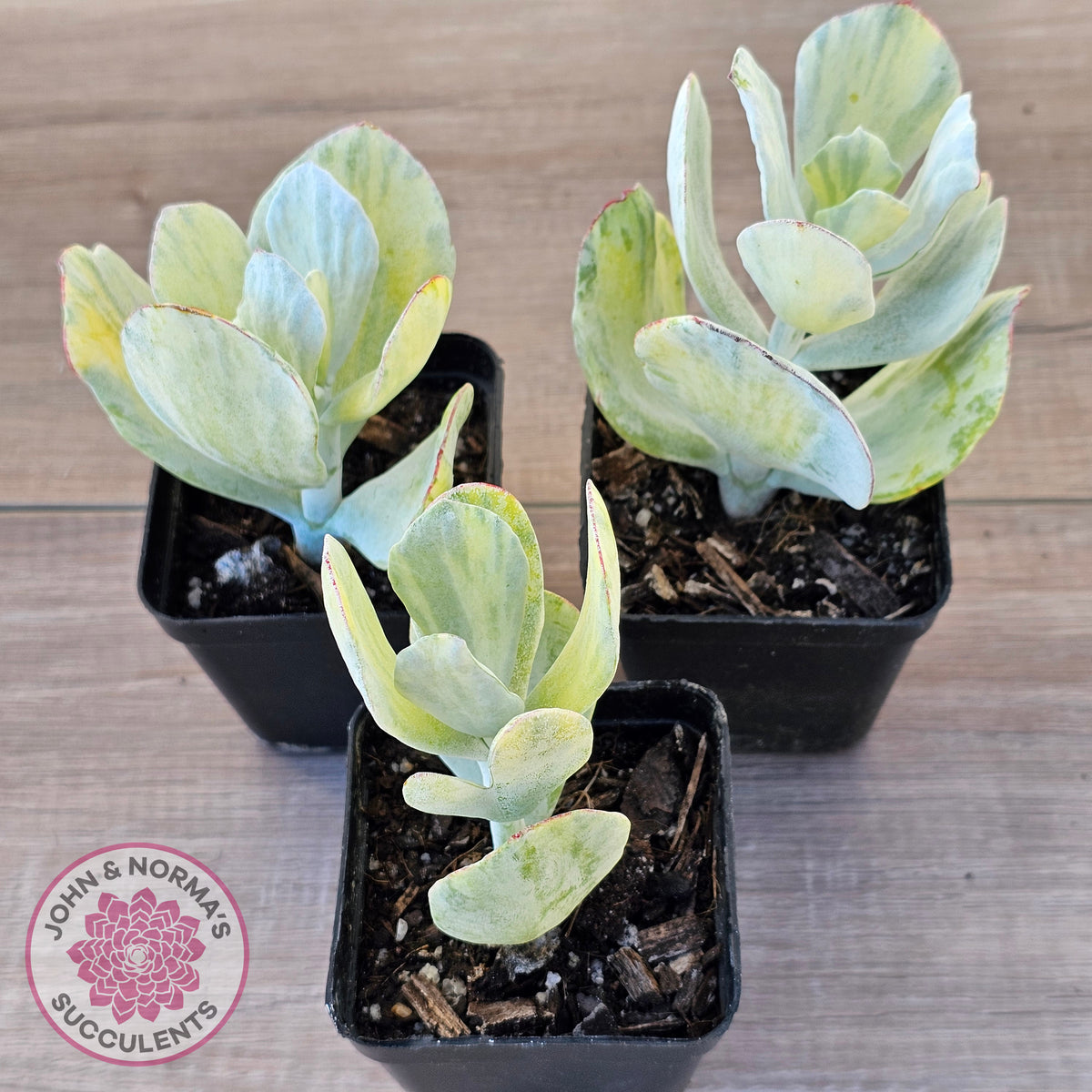 Cotyledon Orbiculata 'Hakubi' variegated