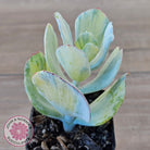 Cotyledon Orbiculata 'Hakubi' variegated