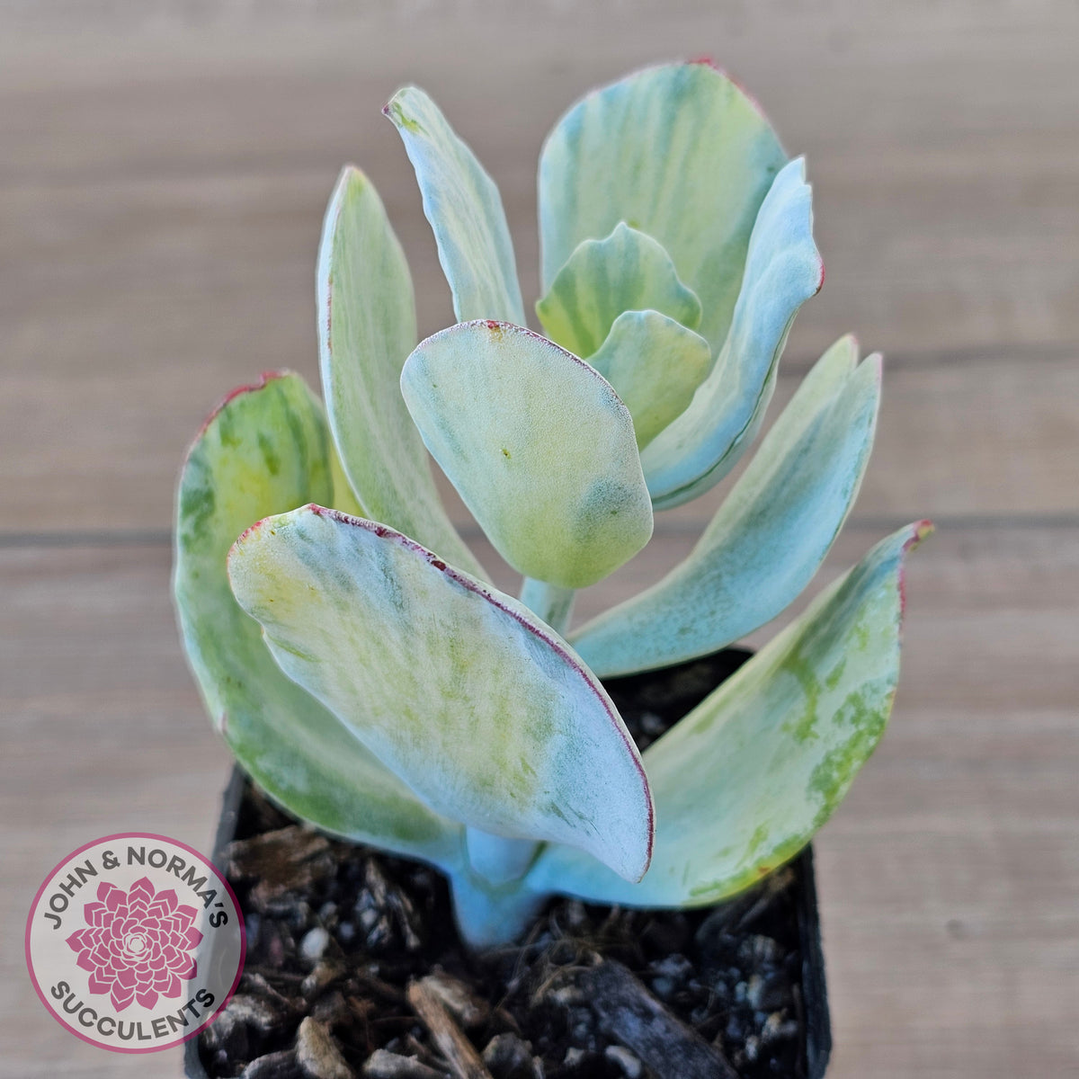 Cotyledon Orbiculata 'Hakubi' variegated