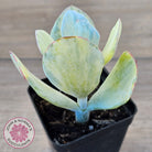 Cotyledon Orbiculata 'Hakubi' variegated