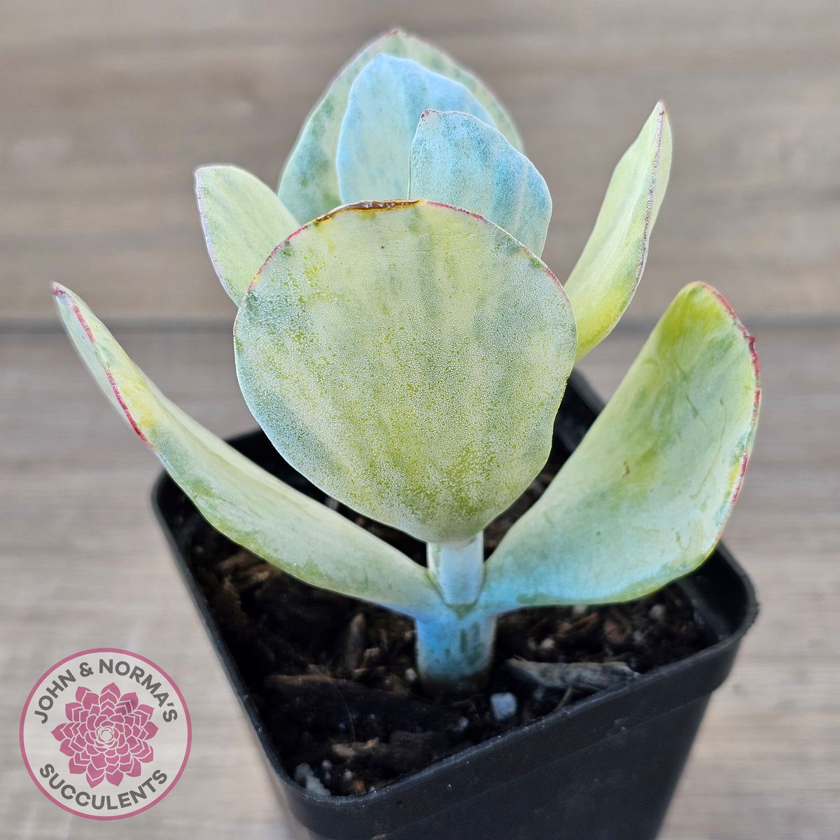 Cotyledon Orbiculata 'Hakubi' variegated