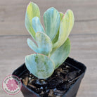 Cotyledon Orbiculata 'Hakubi' variegated