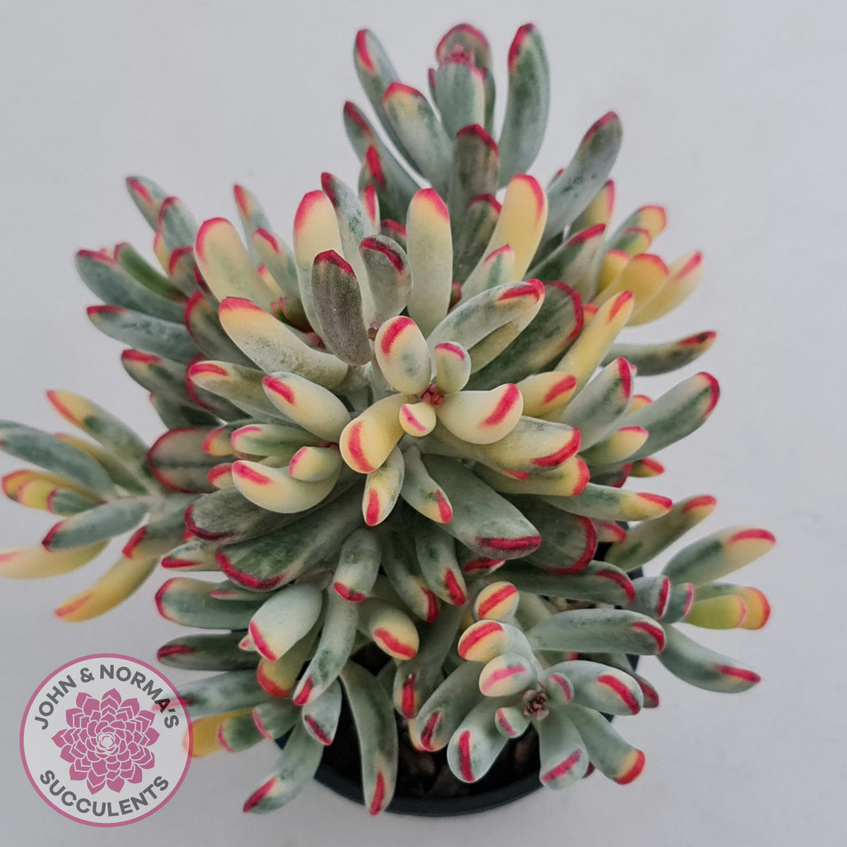 Cotyledon Orbiculata Long Leaf Variegated - 100mm XL
