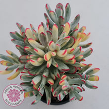 Load image into Gallery viewer, Cotyledon Orbiculata Long Leaf Variegated - 100mm XL
