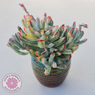 Cotyledon Orbiculata Long Leaf Variegated - 100mm XL