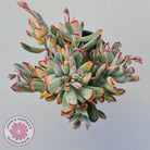 Cotyledon Orbiculata Long Leaf Variegated - 100mm XL