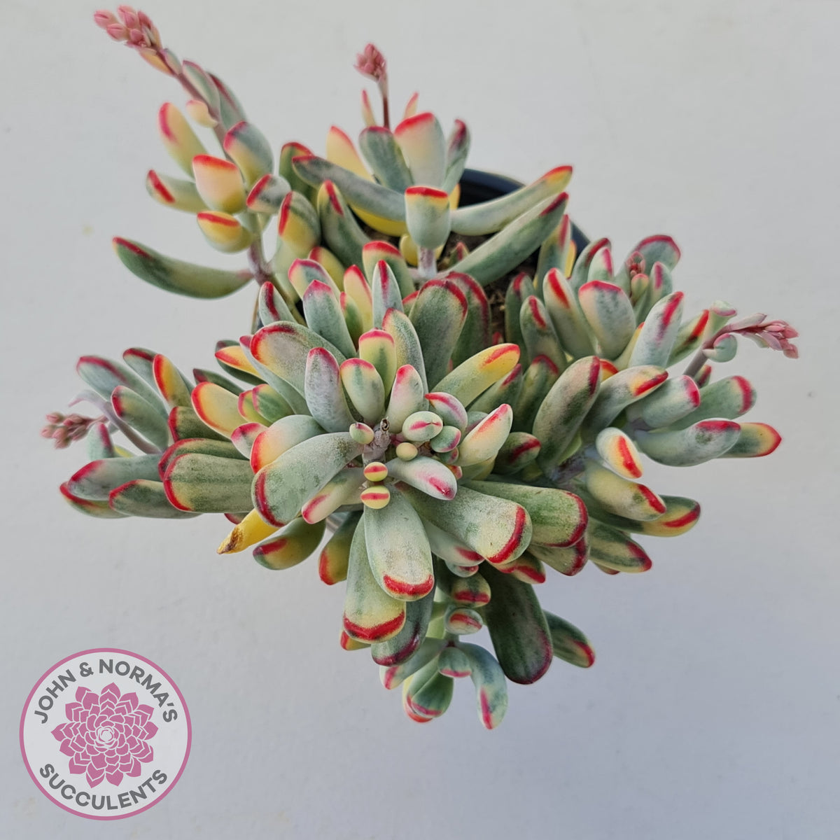 Cotyledon Orbiculata Long Leaf Variegated - 100mm XL