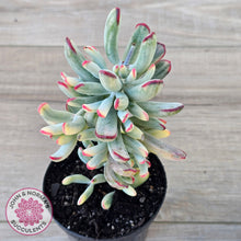 Load image into Gallery viewer, Cotyledon Orbiculata Long Leaf Variegated
