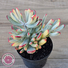 Load image into Gallery viewer, Cotyledon Orbiculata Long Leaf Variegated
