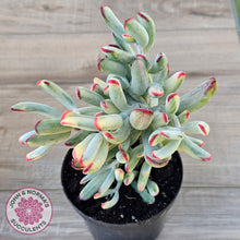 Load image into Gallery viewer, Cotyledon Orbiculata Long Leaf Variegated
