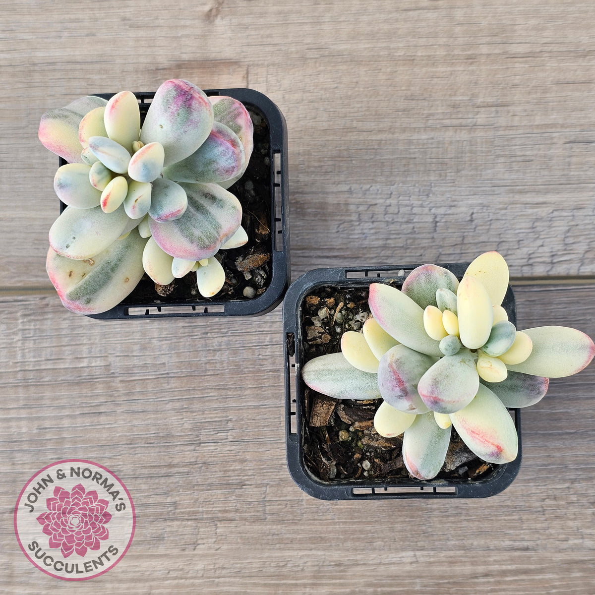Cotyledon Orbiculata cv. Short Round Leaf Variegated
