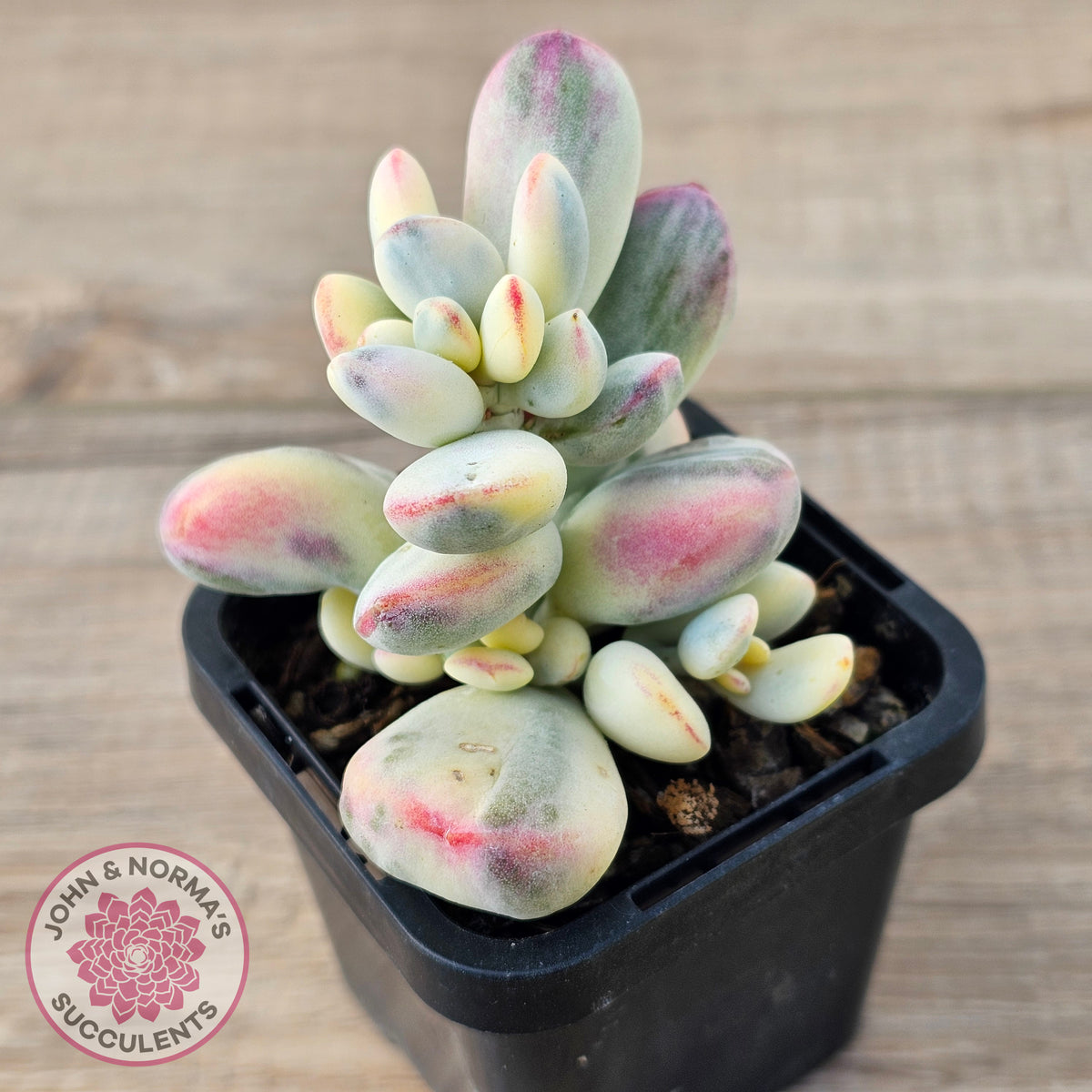 Cotyledon Orbiculata cv. Short Round Leaf Variegated