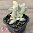 Cotyledon Orbiculata cv. Short Round Leaf Variegated