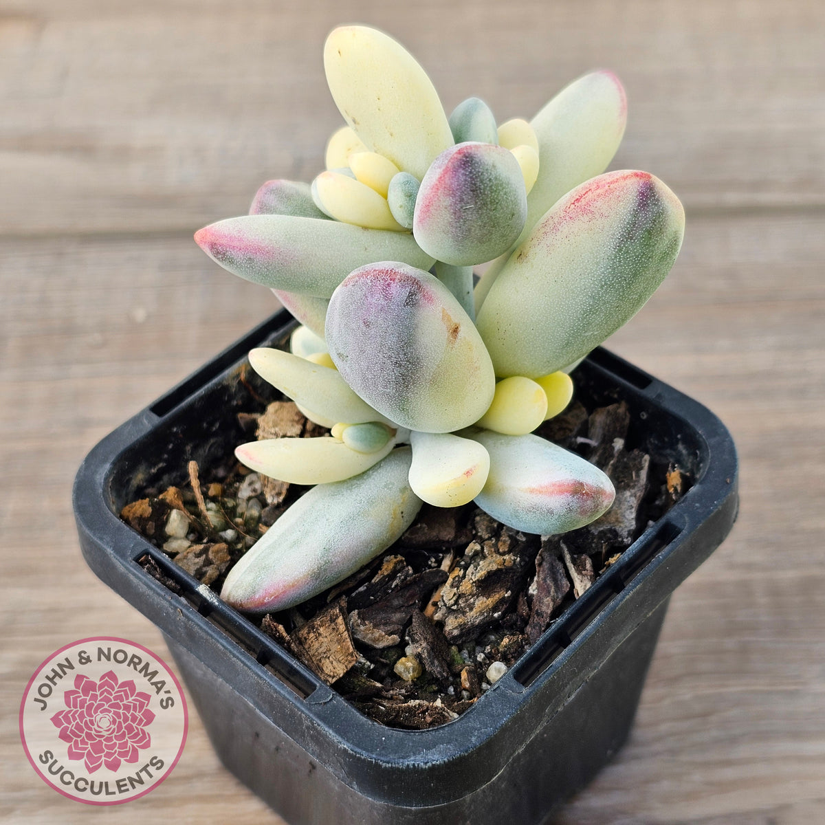 Cotyledon Orbiculata cv. Short Round Leaf Variegated