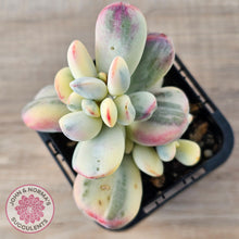 Load image into Gallery viewer, Cotyledon Orbiculata cv. Short Round Leaf Variegated
