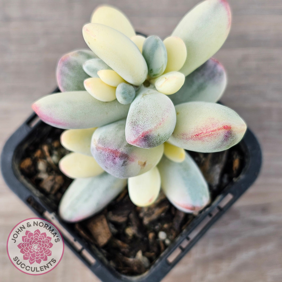Cotyledon Orbiculata cv. Short Round Leaf Variegated