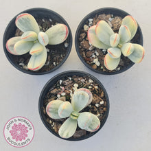 Load image into Gallery viewer, Cotyledon Orbiculata cv. Short Round Leaf Variegated
