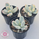 Cotyledon Orbiculata cv. Short Round Leaf Variegated