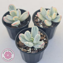 Load image into Gallery viewer, Cotyledon Orbiculata cv. Short Round Leaf Variegated
