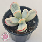 Cotyledon Orbiculata cv. Short Round Leaf Variegated