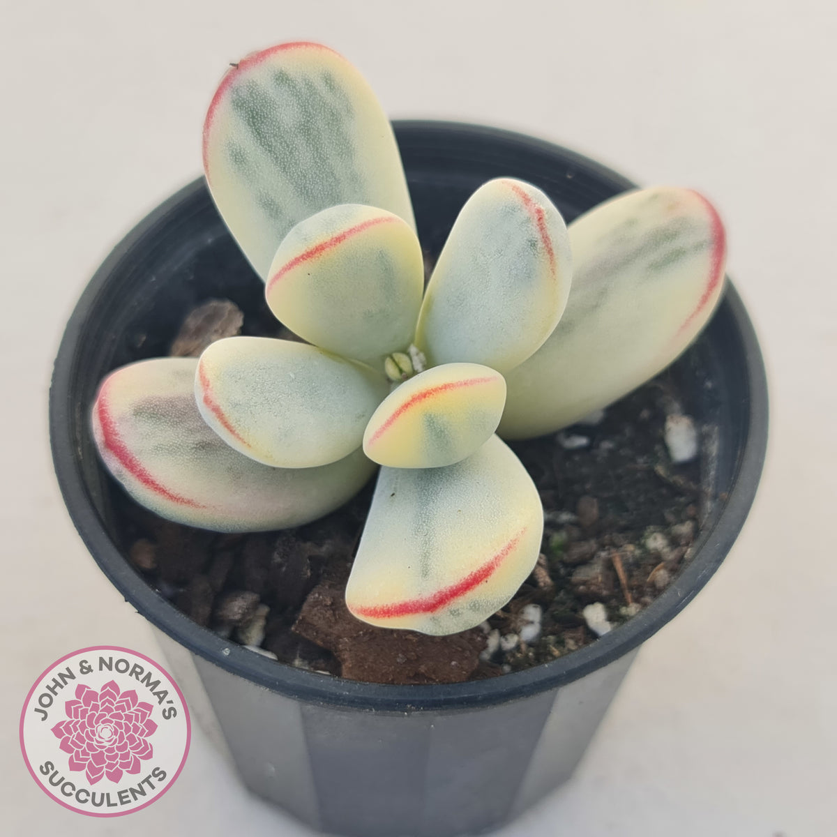 Cotyledon Orbiculata cv. Short Round Leaf Variegated