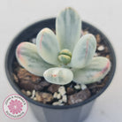 Cotyledon Orbiculata cv. Short Round Leaf Variegated
