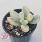 Cotyledon Orbiculata cv. Short Round Leaf Variegated