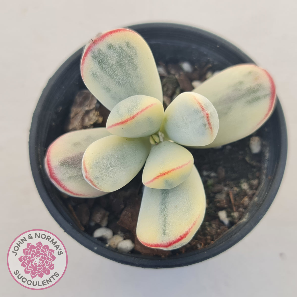 Cotyledon Orbiculata cv. Short Round Leaf Variegated