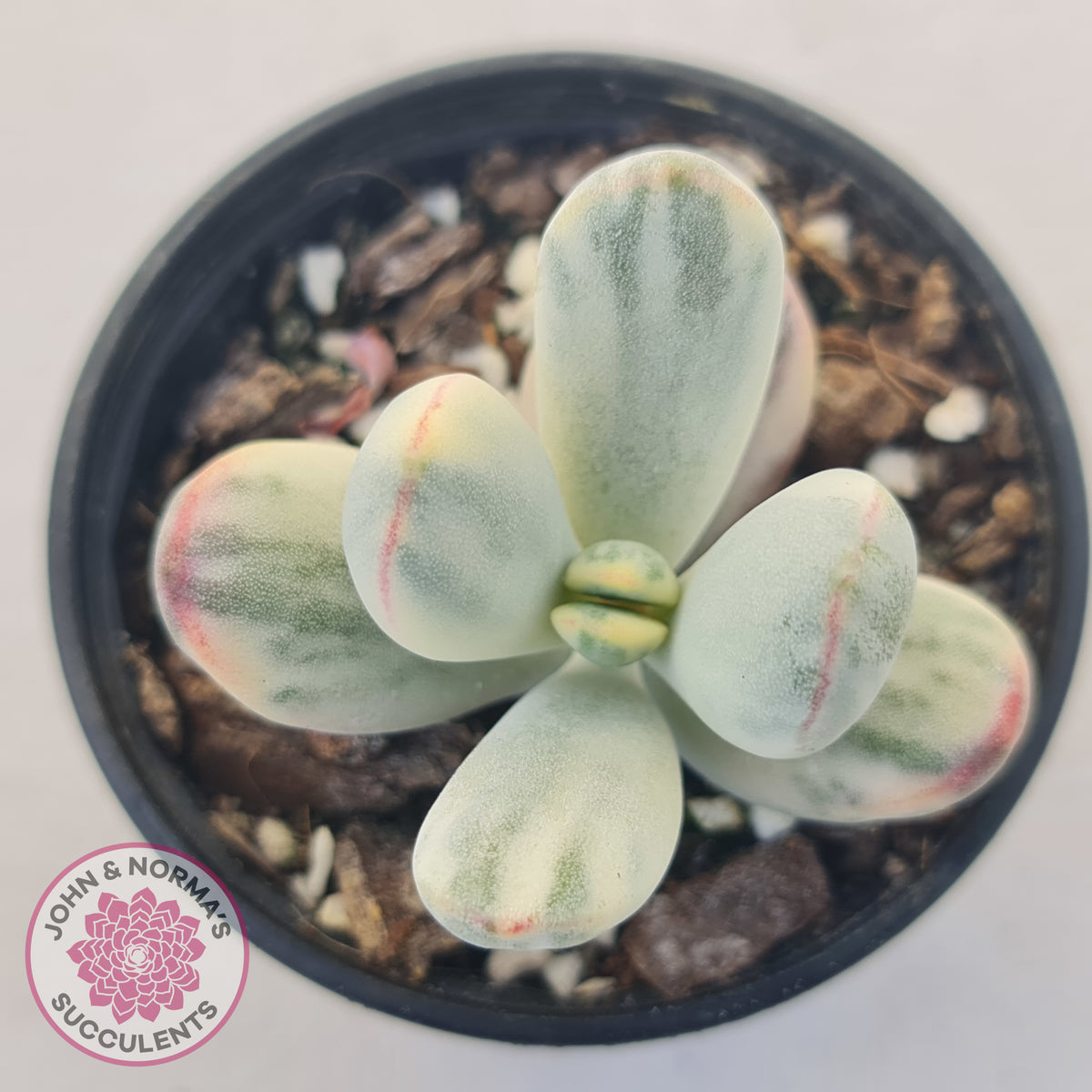 Cotyledon Orbiculata cv. Short Round Leaf Variegated