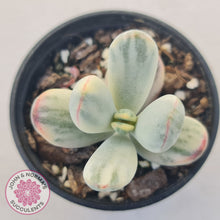 Load image into Gallery viewer, Cotyledon Orbiculata cv. Short Round Leaf Variegated
