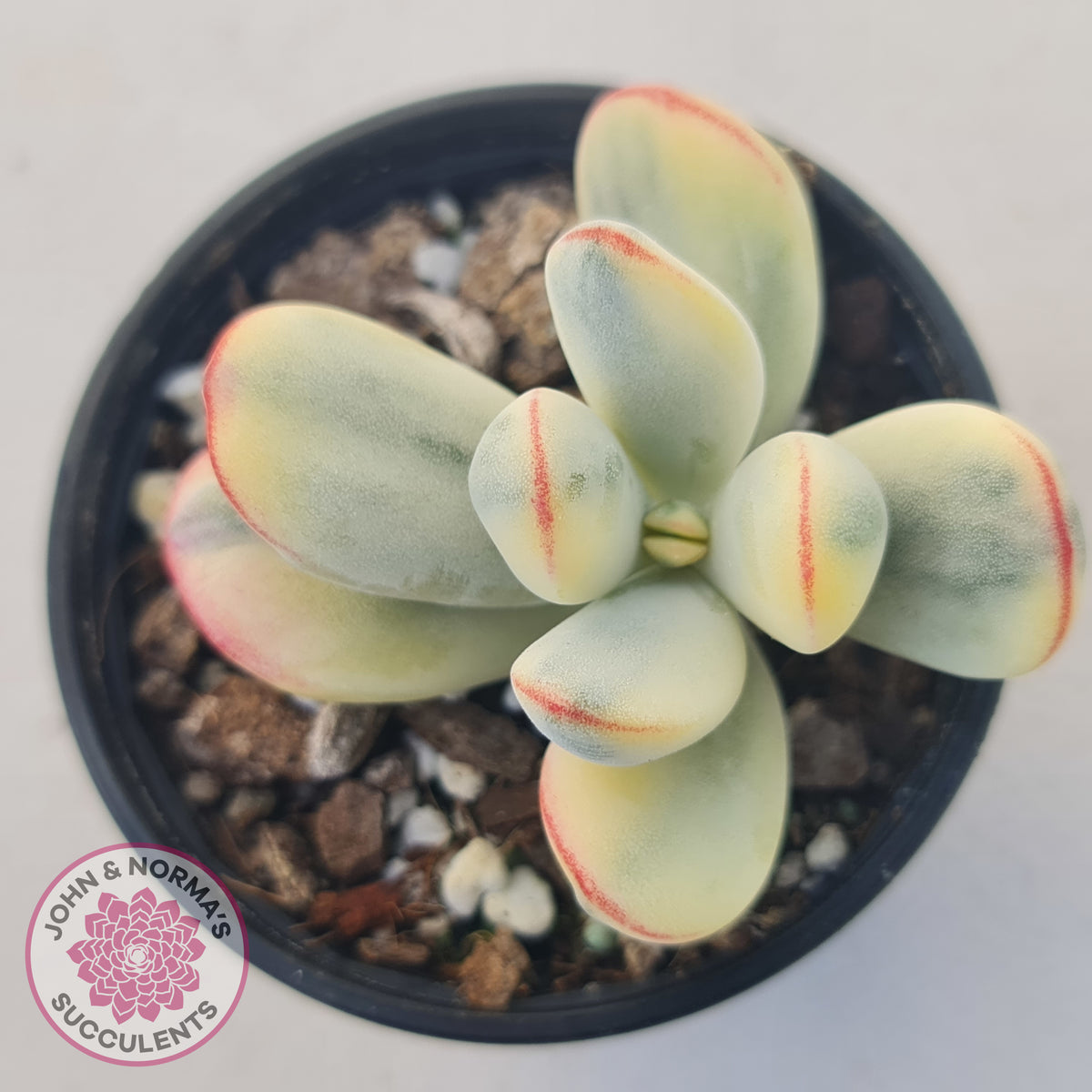 Cotyledon Orbiculata cv. Short Round Leaf Variegated