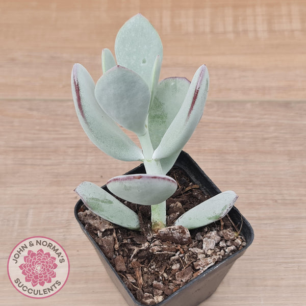 silver succulents Buy Cotyledon Orbiculata 'Silver Peak' Australia