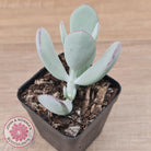Cotyledon Orbiculata 'Silver Peak'